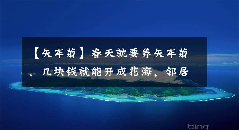 【矢车菊】春天就要养矢车菊，几块钱就能开成花海，邻居看了都羡慕