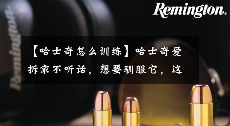 【哈士奇怎么训练】哈士奇爱拆家不听话，想要驯服它，这3个重点主人不能忘