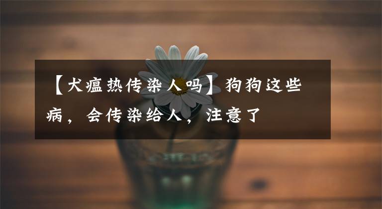 【犬瘟热传染人吗】狗狗这些病,会传染给人,注意了
