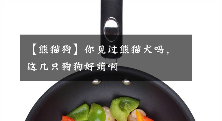 【熊猫狗】你见过熊猫犬吗，这几只狗狗好萌啊