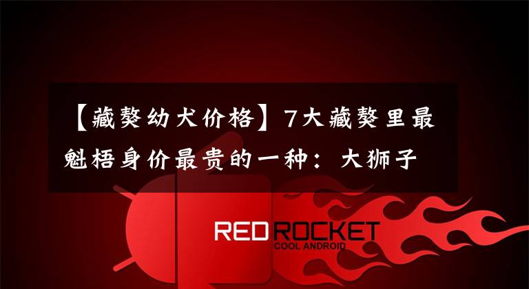 【藏獒幼犬价格】7大藏獒里最魁梧身价最贵的一种：大狮子头藏獒，一条价值40万