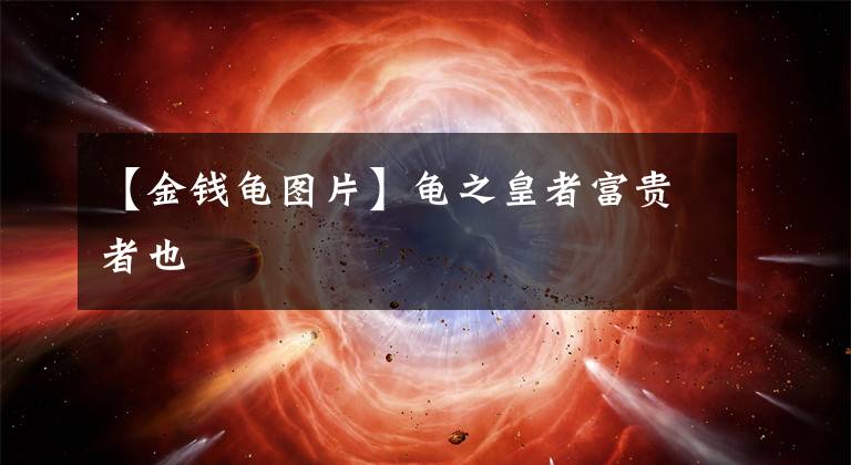 【金钱龟图片】龟之皇者富贵者也