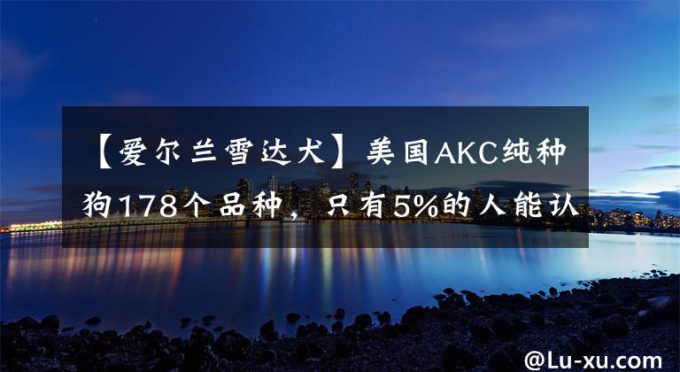 【爱尔兰雪达犬】美国AKC纯种狗178个品种，只有5%的人能认全，你来试试！