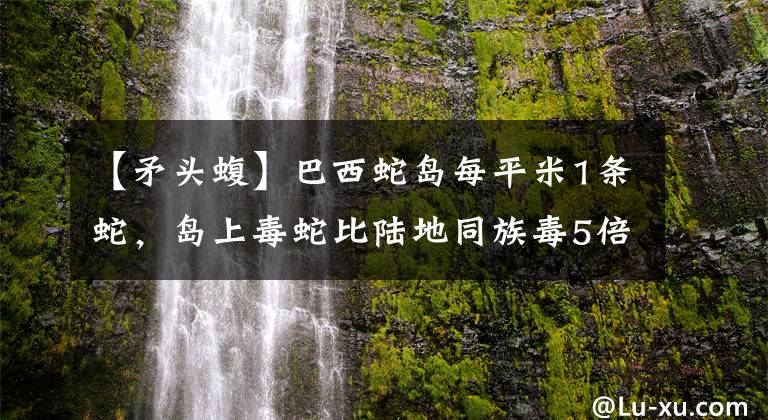 【矛头蝮】巴西蛇岛每平米1条蛇，岛上毒蛇比陆地同族毒5倍，成为人类禁地