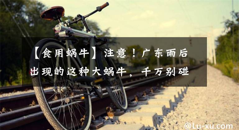 【食用蜗牛】注意！广东雨后出现的这种大蜗牛，千万别碰