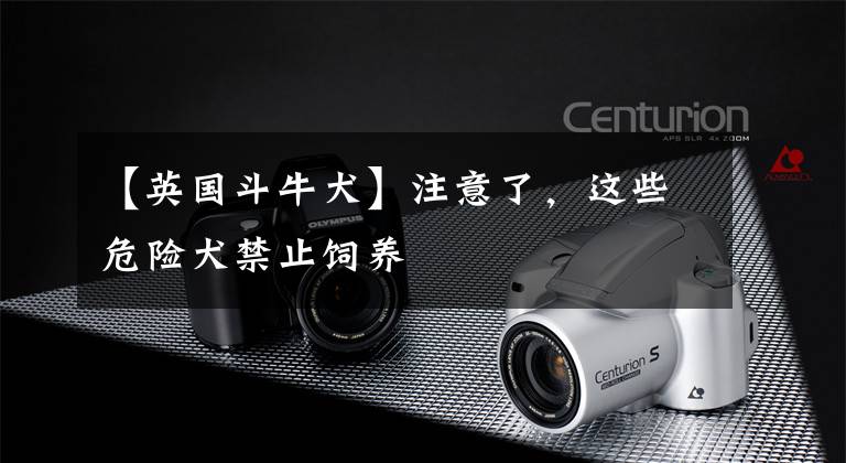 【英国斗牛犬】注意了，这些危险犬禁止饲养