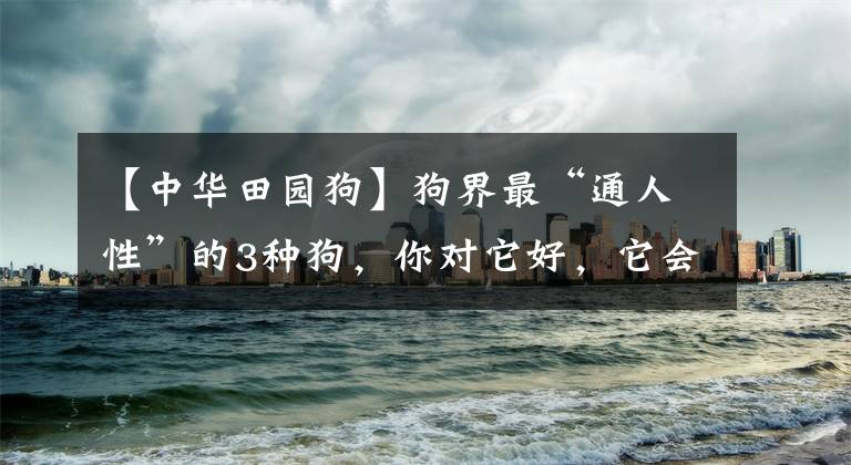 【中华田园狗】狗界最“通人性”的3种狗，你对它好，它会守护你一辈子