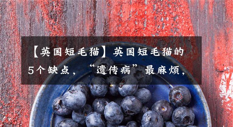 【英国短毛猫】英国短毛猫的5个缺点，“遗传病”最麻烦，劝你养其它猫吧！