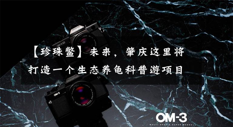 【珍珠鳖】未来,肇庆这里将打造一个生态养龟科普游项目......