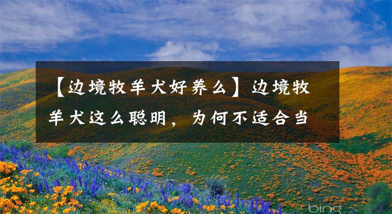 【边境牧羊犬好养么】边境牧羊犬这么聪明,为何不适合当警犬呢?