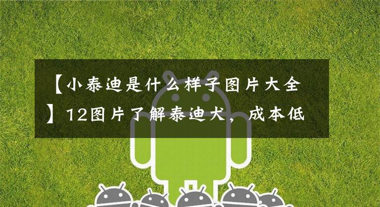 【小泰迪是什么样子图片大全】12图片了解泰迪犬，成本低，容易饲养，新手狗推荐它。