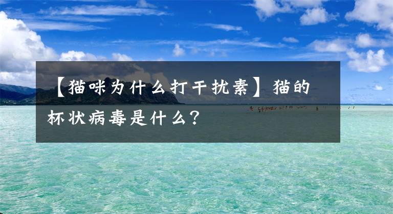 【猫咪为什么打干扰素】猫的杯状病毒是什么?