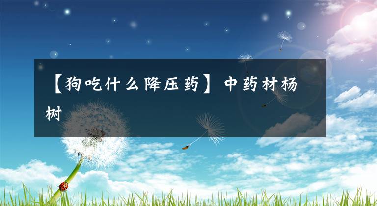 【狗吃什么降压药】中药材杨树