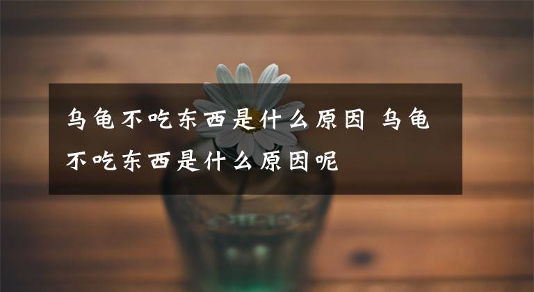 乌龟不吃东西是什么原因 乌龟不吃东西是什么原因呢