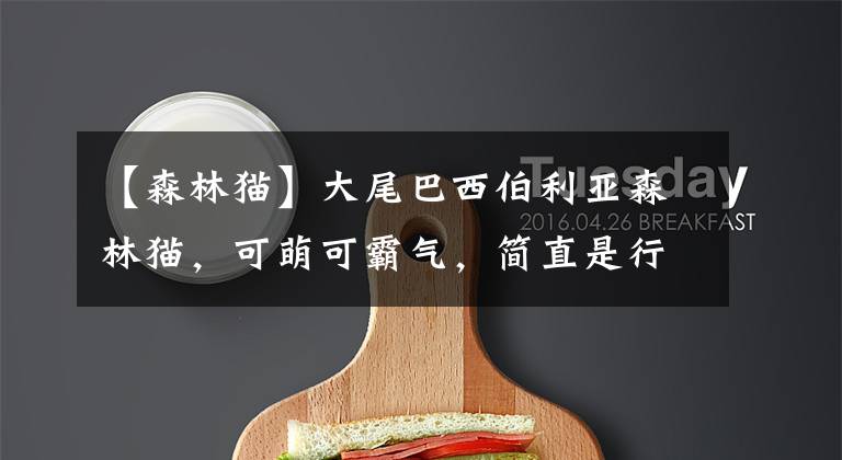 【森林猫】大尾巴西伯利亚森林猫,可萌可霸气,简直是行走的鸡毛掸子啊