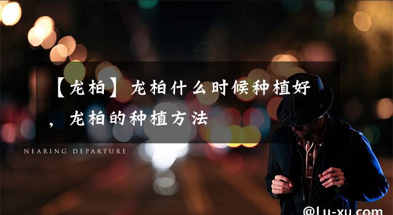 【龙柏】龙柏什么时候种植好，龙柏的种植方法