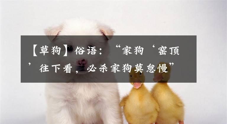【草狗】俗语：“家狗‘窑顶’往下看，必杀家狗莫怠慢”，究竟是为什么？