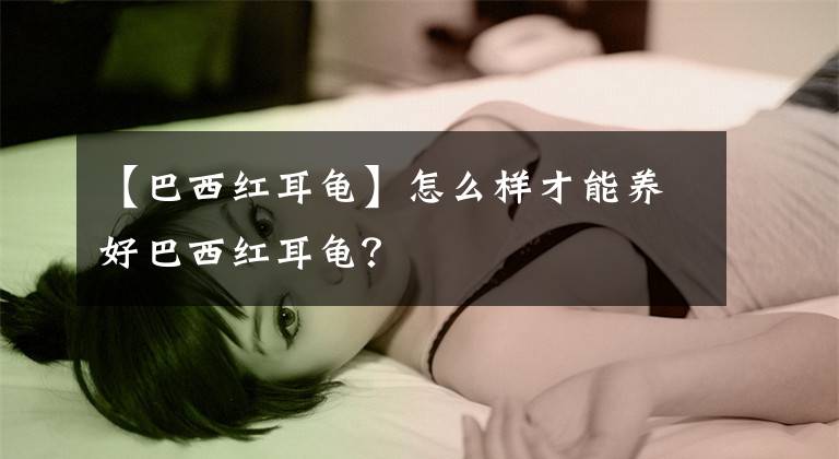 【巴西红耳龟】怎么样才能养好巴西红耳龟?