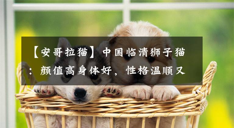 【安哥拉猫】中国临清狮子猫：颜值高身体好，性格温顺又粘人，丝毫不输布偶猫