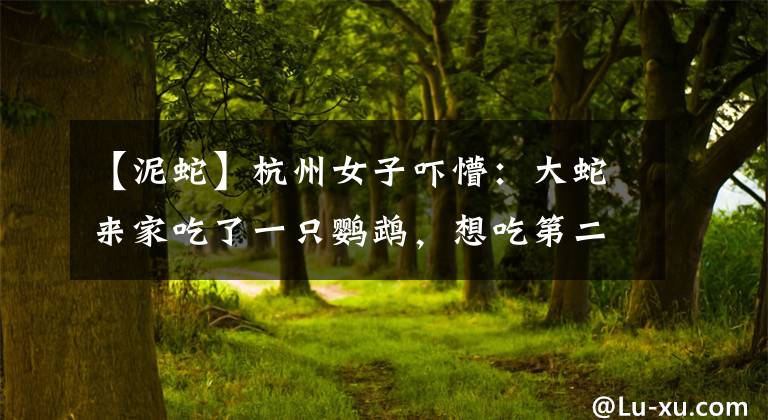 【泥蛇】杭州女子吓懵：大蛇来家吃了一只鹦鹉，想吃第二只时被卡住……