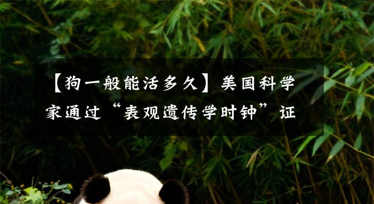 【狗一般能活多久】美国科学家通过“表观遗传学时钟”证明：狗1岁相当于人类31岁