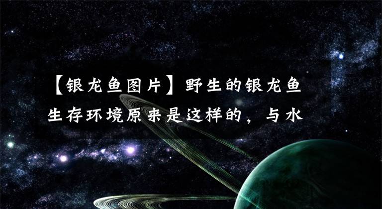 【银龙鱼图片】野生的银龙鱼生存环境原来是这样的，与水族箱的环境不同！