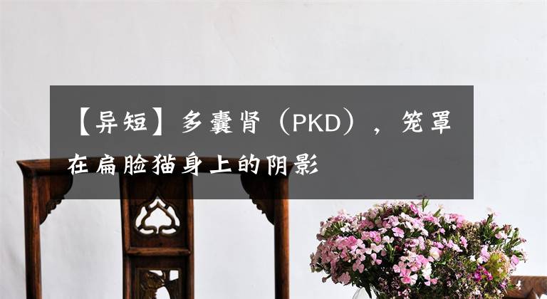 【异短】多囊肾（PKD），笼罩在扁脸猫身上的阴影