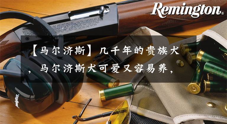 【马尔济斯】几千年的贵族犬,马尔济斯犬可爱又容易养,为什么很少人养?