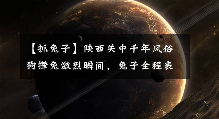 【抓兔子】陕西关中千年风俗狗撵兔激烈瞬间，兔子全程表情淡定但在劫难逃