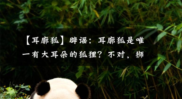 【耳廓狐】辟谣：耳廓狐是唯一有大耳朵的狐狸？不对，狮子王中出现了另一种