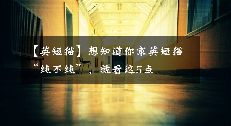 【英短猫】想知道你家英短猫“纯不纯”,就看这5点