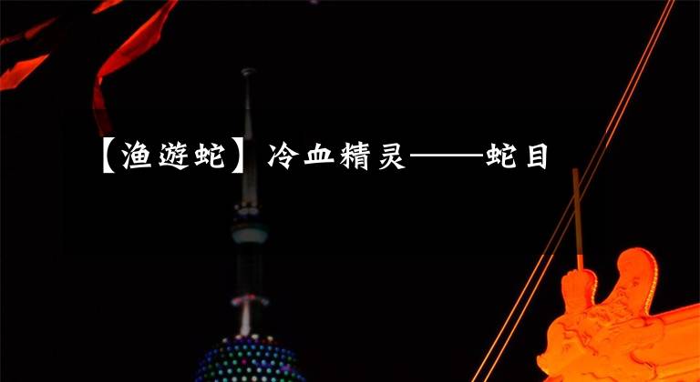 【渔游蛇】冷血精灵——蛇目