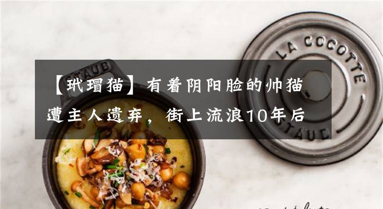 【玳瑁猫】有着阴阳脸的帅猫遭主人遗弃，街上流浪10年后终于再次遇上幸福