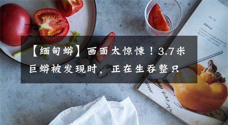 【缅甸蟒】画面太惊悚！3.7米巨蟒被发现时，正在生吞整只山羊…