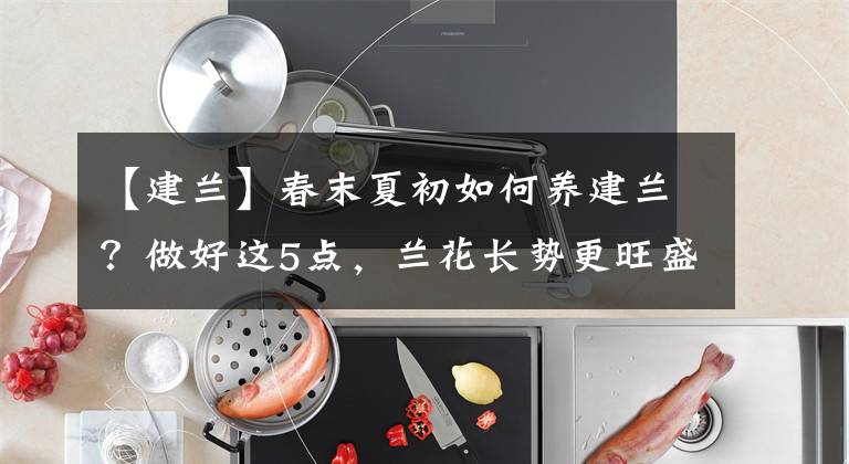 【建兰】春末夏初如何养建兰？做好这5点，兰花长势更旺盛，夏秋开花好