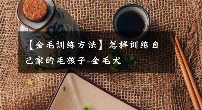 【金毛训练方法】怎样训练自己家的毛孩子-金毛犬