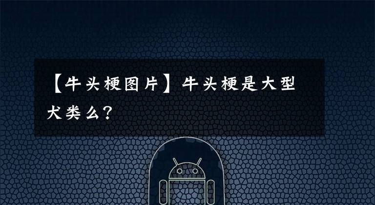【牛头梗图片】牛头梗是大型犬类么?
