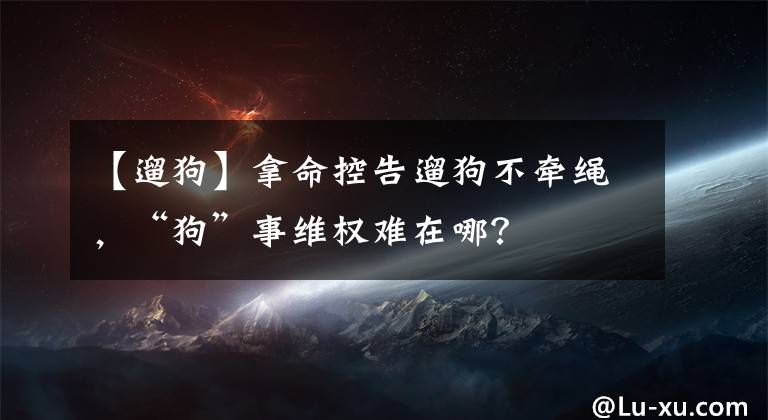 【遛狗】拿命控告遛狗不牵绳，“狗”事维权难在哪？