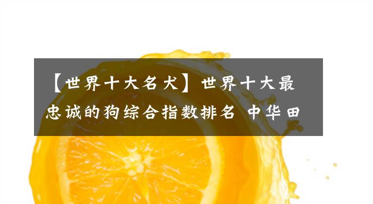 【世界十大名犬】世界十大最忠诚的狗综合指数排名 中华田园犬高居前三名