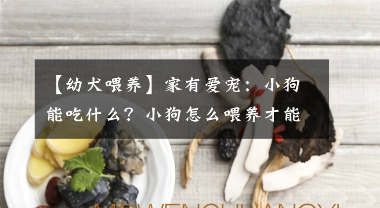 【幼犬喂养】家有爱宠：小狗能吃什么？小狗怎么喂养才能健康成长？