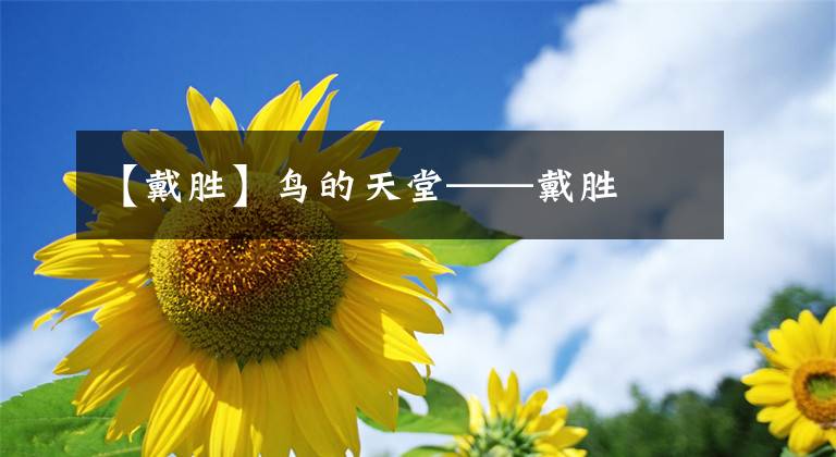 【戴胜】鸟的天堂——戴胜