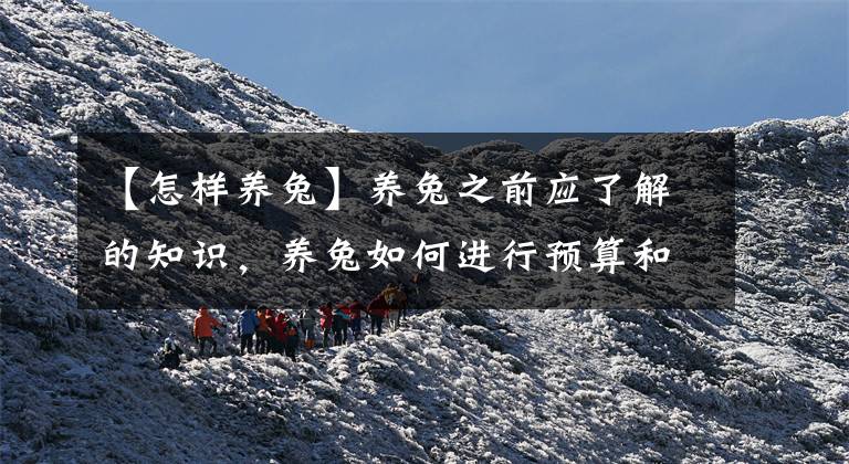 【怎样养兔】养兔之前应了解的知识,养兔如何进行预算和规划?