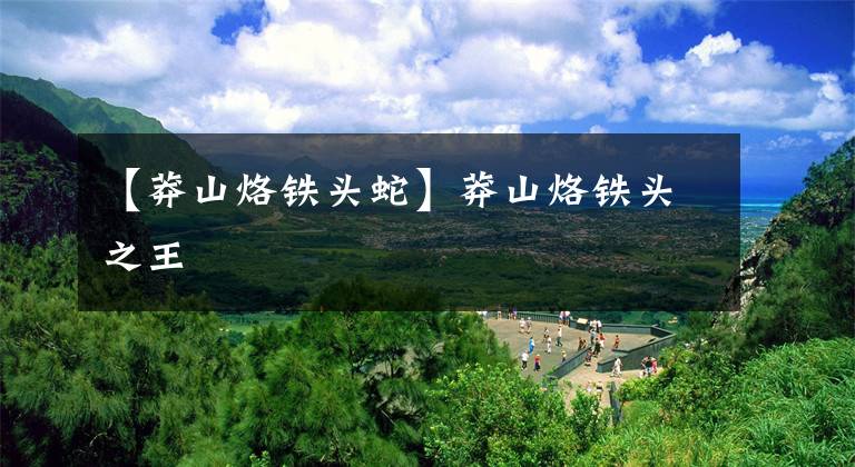 【莽山烙铁头蛇】莽山烙铁头之王