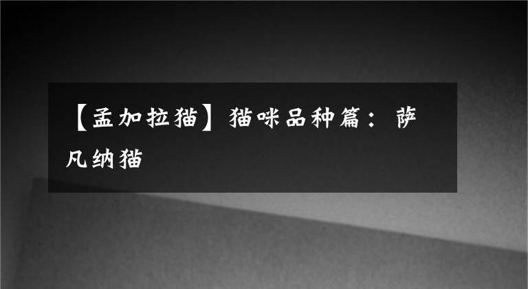 【孟加拉猫】猫咪品种篇：萨凡纳猫