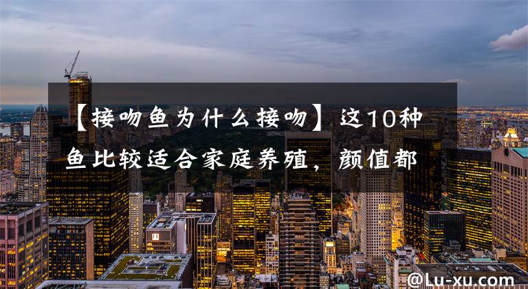 【接吻鱼为什么接吻】这10种鱼比较适合家庭养殖,颜值都很高哦!想养吗?