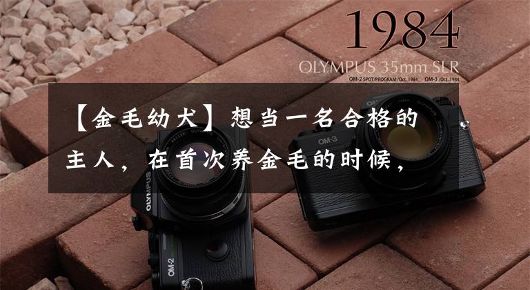 【金毛幼犬】想当一名合格的主人,在首次养金毛的时候,就要注意这些事情
