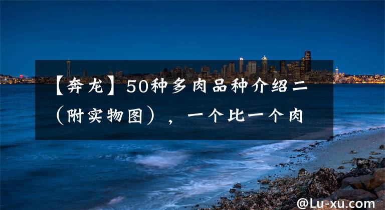 【奔龙】50种多肉品种介绍二(附实物图),一个比一个肉、萌、个性