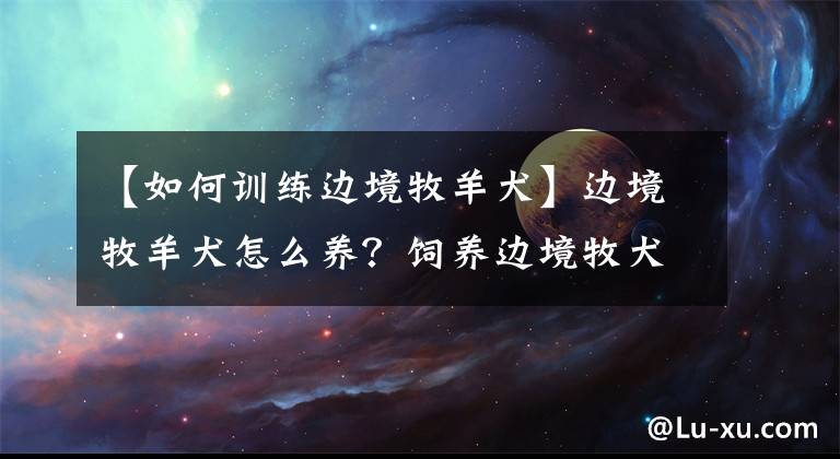 【如何训练边境牧羊犬】边境牧羊犬怎么养？饲养边境牧犬应注意哪些事项？