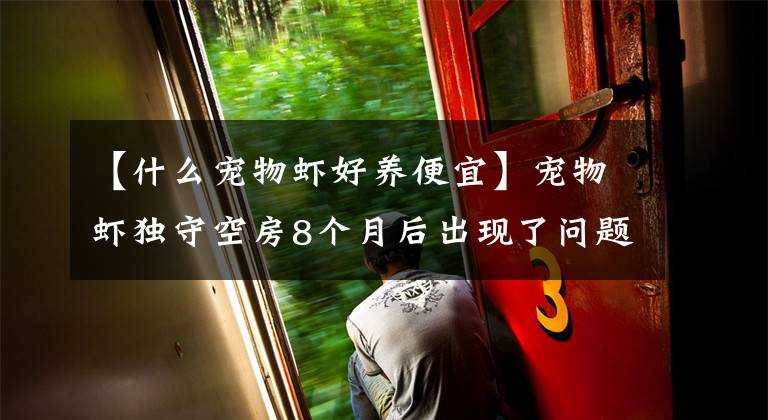 【什么宠物虾好养便宜】宠物虾独守空房8个月后出现了问题。爸爸是谁?