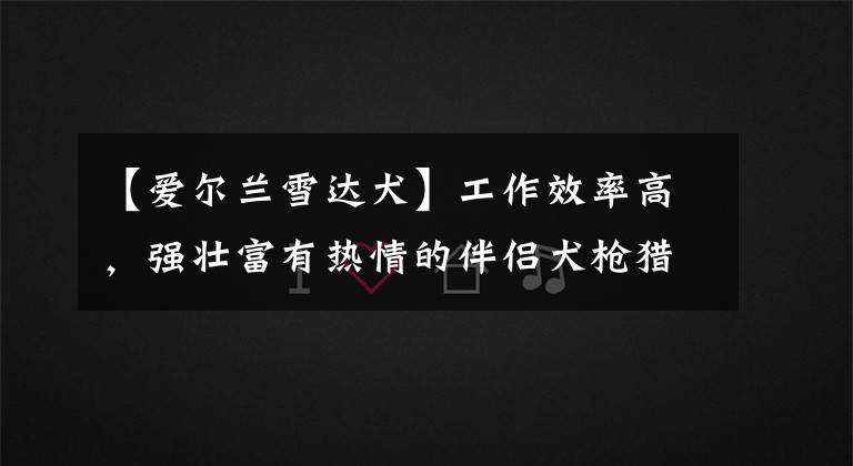 【爱尔兰雪达犬】工作效率高,强壮富有热情的伴侣犬枪猎犬,爱尔兰红白雪达犬